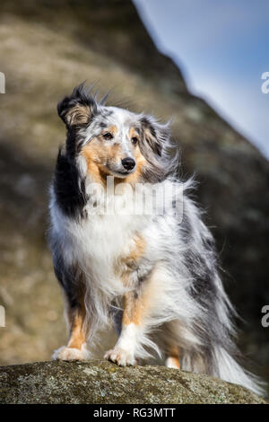 Merle Shetland Sheepdog (Sheltie) standing on a rock Stock Photo