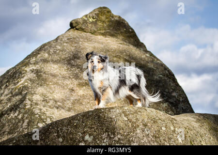 Merle Shetland Sheepdog (Sheltie) standing on a rock Stock Photo