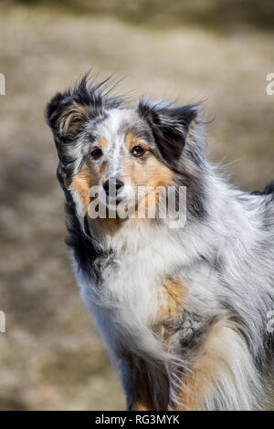 Merle Shetland Sheepdog (Sheltie) portrait Stock Photo