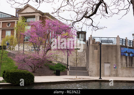 Cercis canadensis, the eastern redbud, growing along the White River Canal Walk in spring in downtown Indianapolis, Indiana, USA. Stock Photo