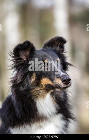 Portrait of a tricolor Shetland Sheepdog (Sheltie) Stock Photo