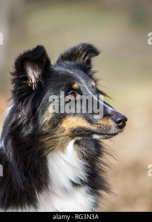 Portrait of a tricolor Shetland Sheepdog (Sheltie) Stock Photo