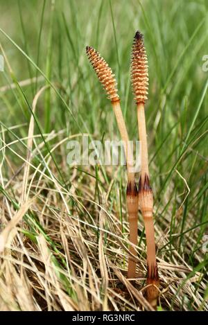 Equisetum arvense Horsetail plant, ear of sporiferous, Field horsetail, fertile stems Stock Photo
