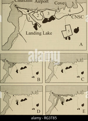 . The Canadian field-naturalist. Natural history. 2001 Jehl and Lin: Shorebirds Nesting at Churchill, Manitoba 489 Churchill Airport Bird. Figure L A The Churchill, Manitoba, area showing the five areas censused for nesting shorebirds in 1997. Dark areas are lakes. Areas studied (cross-hatched) by earlier investigators: B Taverner and Sutton in 1930-1933, and Grinnell and Palmer in 1940; C Allen in 1944; D Breckenridge et al. in 1954; E Jehl in 1964-1967.. Please note that these images are extracted from scanned page images that may have been digitally enhanced for readability - coloration and Stock Photo