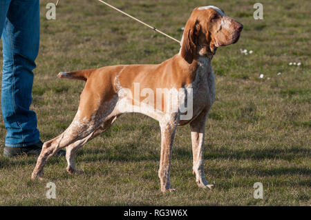 Italian Bracco, a pointing hunting dog breed Stock Photo