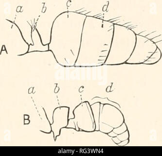 . The Cambridge natural history. Zoology. CHAPTER IV HYMENOPTERA ACULEATA COXTIXUED- OR ANTS -DIVISION IV. FORMICIDAE. B Division IV. Heterogyna or Formicidae—Ants. The segment, or the two segments, behind the propodeum, either small or of irregular form, so that if not throughout of small diameter, the articulation until the segment behind is slender, and there is great mobility. The trochanters undivided. The individuals of each species are usually of three kinds, males, females and workers; the latter h are no wings, but the males and females (ire usually winged, though the females soon los Stock Photo