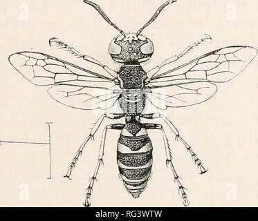 . The Cambridge natural history. Zoology. SPHEGIDAE PHILANTIIIDKS 12; intermediate between tlie two great divisions of the Fossores, for the pronotal lobe extends nearly or quite as far back as the tegulae, and in Fhilanthus the two come into almost actual contiguity. The species of the genus Cerceris are numerous in Europe, and several of them are known to make burrows in the ground, and store them with beetles for the benefit of the future larvae. The beetles chosen differ in family according to the species of Cerceris ; but it appears from the observations of Fabre and Dufour that one kind  Stock Photo