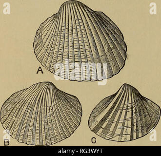 . The Cambridge natural history. Zoology. 12 ORIGIN OF THE LAND AND FRESH-WATER MOLLUSCA chap. words, this direct derivation of non-marine from marine genera — is illustrated by the faunal phenomena of an inland brackish- water sea like the Caspian, which is known to have been origi- nally in connexion with the Mediterranean, and therefore origi- nally supported a marine fauna. The Mollusca of the Caspian, although without exception brackish- or fresh-water species, are in their general facies distinctly marine. Of the 26 univalve species which inhabit it 19 belong to 4 peculiar genera (^Micro Stock Photo