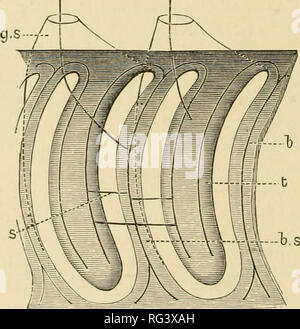 . The Cambridge natural history. Zoology. 12 HEMICHORDATA view of the animal thus shows a linear series of simple pores, a view of the pharynx from the inside appears as in Fig. 5. At the hind end of the pharynx the inner opening of the developing gill-sac is circular. Slightly further forward the dorsal side of the pore is indented into a crescent, which grows longer in a dorso-ventral direction, and becomes a U, whose two limbs are nearly separated by a mass of tissue, the so-called &quot; tongue-bar &quot; (Fig. 5, t). The special interest of this mode of development is that it is identical Stock Photo