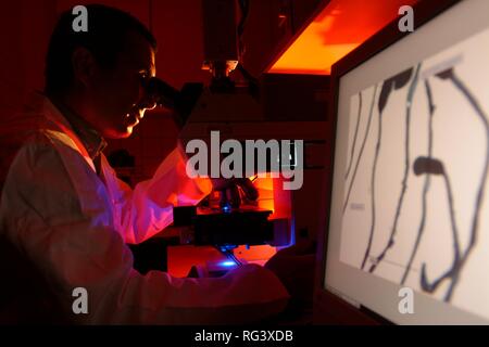 Forensic Evidence examination. Police laboratory analyst examining ...