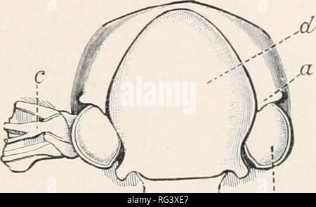 . The Cambridge natural history. Zoology. CHAPTER 11 HYMEXOPTERA ACULEATA COXTIXUEI) DIVISION II. DIPLOPTERA OK WASPS EUMENIDAE, SOLTTAKY TRUE ^VASPS VESPIDAE, SOCIAL WASPS MASARIDAE Division II. Diploptera—Wasps. Anterior ivings longitudinally plicate in repose; the pronotuni extending hach, so as to form on each side an angle rejwsing on the tegula; the hascd seg- ments of the hind, hody not hearing nodes or scales ; the hind tarsi formed for simj^le iccdking. The species either solitary or socicd in their -^ , , . . • ,7 Fig. 26.—Upper aspect of pronotum habits; some existing in three and m Stock Photo