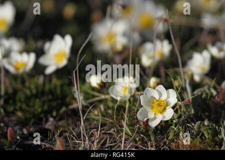 Arctic Mountain Avens (dryas Integrifolia Octopetala) Or Alpine Dryad 