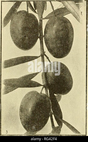 . California fruits and how to grow them. Fruit culture. Varieties 292 California Fruits Pcndiilina.—Imported Ijy John Rock from France. An even, oval shape, ronnded at both ends, quits variable in size, many fruits remaining; small and undeveloped; pit has small, sharp points often at both ends. Fruit grows in clusters of from two to five; the pulp parts very readily with its bit- terness. Larger and more ovate than Pendou- lier. Tree a strong grower; fruit desirable both for oil and pickles. young; fruit shiny black, curved; product called &quot;Crescent Olive.&quot; Ncvadillo Blanco.—Import Stock Photo
