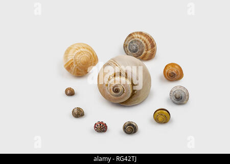 colorful big to small snail shells on white background Stock Photo