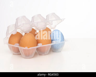 Individuality, uniqueness, difference or diversity concept. One beautiful blue egg in plastic eggbox with normal brown ones. On white background. Stock Photo