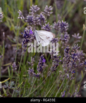 Outdoor spring / summer color portrait of a single white pieris rapae, cabbage white butterfly sitting on a violet blossom in a field of lavender Stock Photo