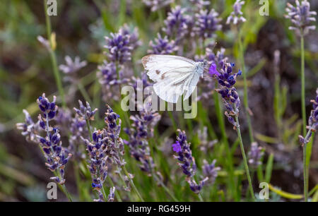 Outdoor spring / summer color portrait of a single white pieris rapae, cabbage white butterfly sitting on a violet blossom in a field of lavender Stock Photo