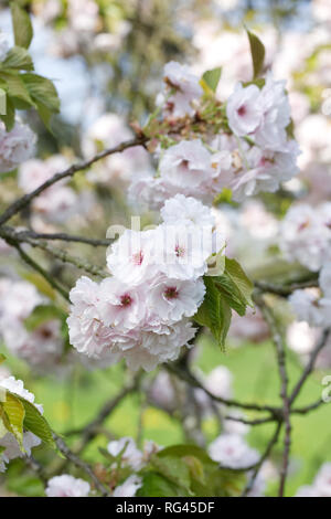 Prunus blossom. Japanese cherry tree in Spring. Stock Photo