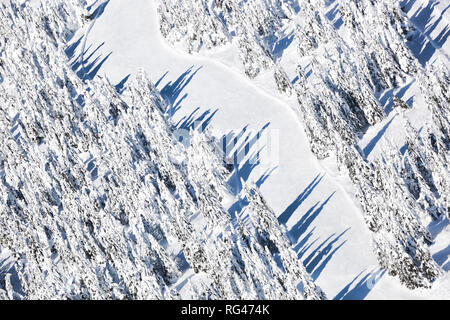 Alpine winter forest Stock Photo