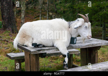 Cashmere goat rests on a picnic table, Mount Fløyen, Bergen, Norway Stock Photo