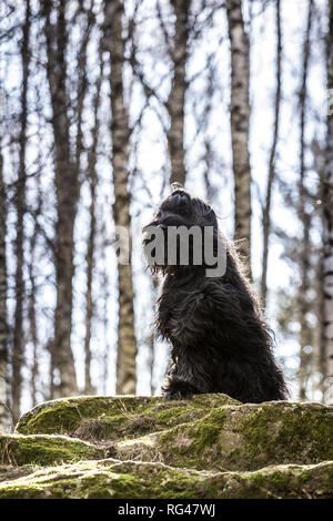 Black Briard (Berger de Brie) Stock Photo