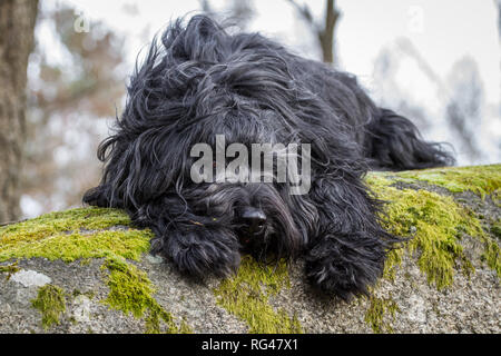 Black Briard (Berger de Brie) Stock Photo