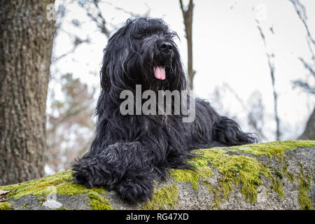 Black Briard (Berger de Brie) Stock Photo