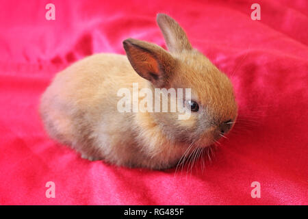 Brown young rabbit on red background close up. Stock Photo