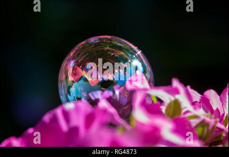 close-up of soap bubble on pink flower in summer Stock Photo