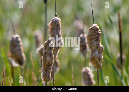 bulrush - reed mace in early spring in stockholm Stock Photo