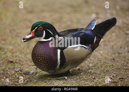 Carolina duck (Aix sponsa), also known as the North American wood duck. Stock Photo