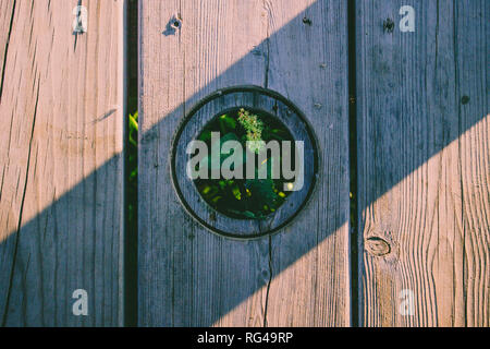 Wooden background. Green plant and wooden background. Stock Photo