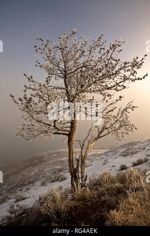 WY03007-00...WYOMING - A foggy and frosty sunrise at Alum Creek in the Hayden Valley of Yellowstone National Park. Stock Photo