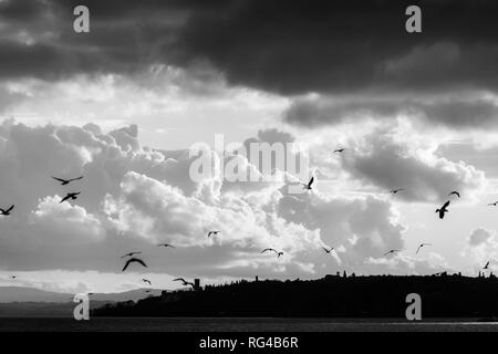 Birds flying over Trasimeno lake Stock Photo
