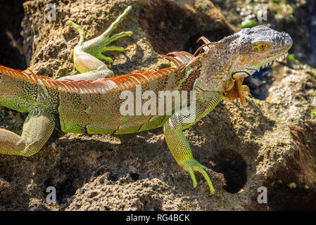 Large adult green iguana on an Intracoastal Waterway dock in Palm Beach, Florida. (USA) Stock Photo