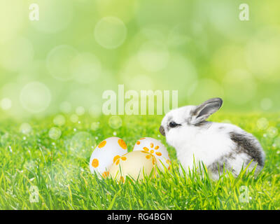 Painted Easter eggs and white rabbit on the fresh green grass lawn spring blurred background Stock Photo