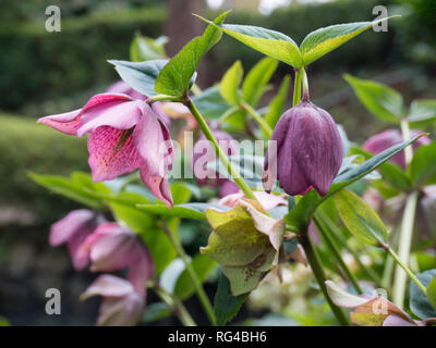 Helleborus orientalis or lenten rose flowering plant with purple spotted pendent flowers Stock Photo