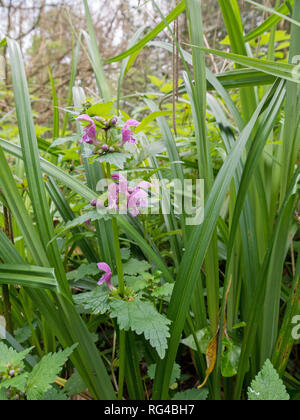 Lamium maculatum flowering plant in the spring forest. Purple spotted dead-nettle flowers. Spotted henbit or purple dragon wildflower. Stock Photo
