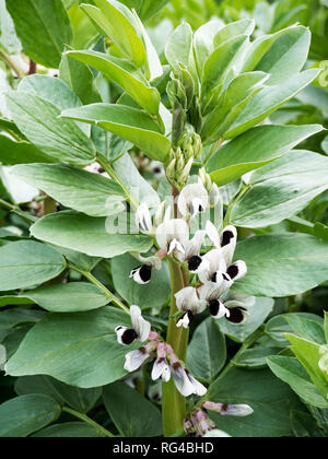 White broad bean flowers. Fava beans or Vicia faba plant. Stock Photo