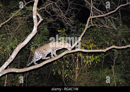 Ocelot, Leopardus Pardalis, at night, Fazenda San Francisco, Miranda, Mato Grosso do Sul, Brazil, South America Stock Photo
