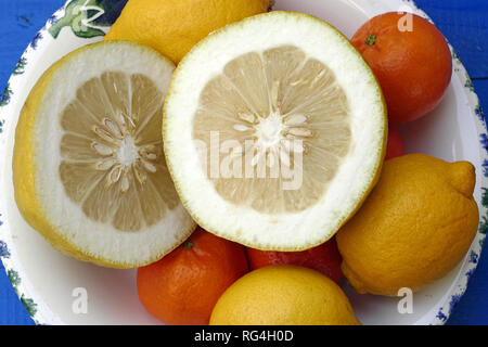 Cedrat, lemon and mandarine in studio Stock Photo