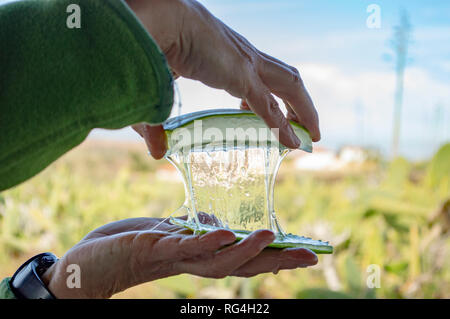 A demonstration of cutting up an aloe vera leaf at the Finca Canarias Aloe Vera Garden Center in Fuerteventura, Canary Islands Stock Photo