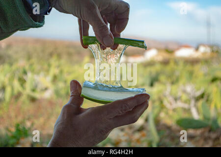 A demonstration of cutting up an aloe vera leaf at the Finca Canarias Aloe  Vera Garden Center in Fuerteventura, Canary Islands Stock Photo - Alamy