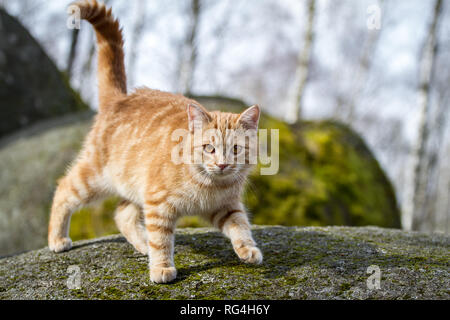 Red tabby cat (Felis silvestris catus) Stock Photo