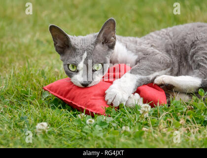 Devon Rex cat lying in grass playing with a valerian cushion and has great fun rolling, wrestling and rubbing this toy outside in a garden Stock Photo