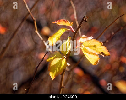 yellow leaves on a branch in autumn, Moscow Stock Photo