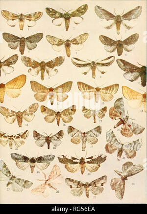 Insect Reference An educational guide to insect identification and classification Stock ...