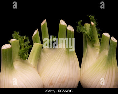 Fine art still life color macro of an isolated bunch of three fennel bulbs with feather green on black background Stock Photo