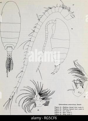 . Calanoid copepods of the genera Spinocalanus and Mimocalanus from the central Arctic Ocean, with a review of the Spinocalanidae / David M. Damkaer. Copepoda Arctic Ocean.. Spinocalanim antarcticus, female Figure 45. — Habitus, dorsal view; scale A. Figure 46. — Habitus, lateral view; scale A. Figure 47. —Al; scale C. Figure 48. —Mxl; scale C&quot;. Figure 49. —Mxp; scale C. 31. Please note that these images are extracted from scanned page images that may have been digitally enhanced for readability - coloration and appearance of these illustrations may not perfectly resemble the original wor Stock Photo