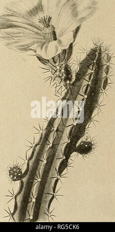 Echinocereus ctenoides hi-res stock photography and images - Alamy